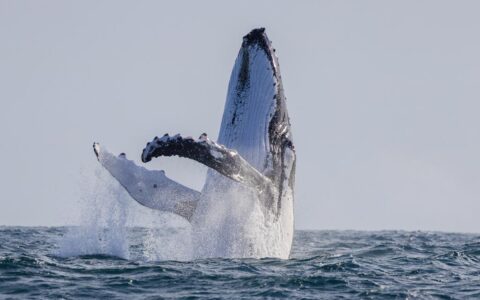 Whale watching in Tweed Heads
